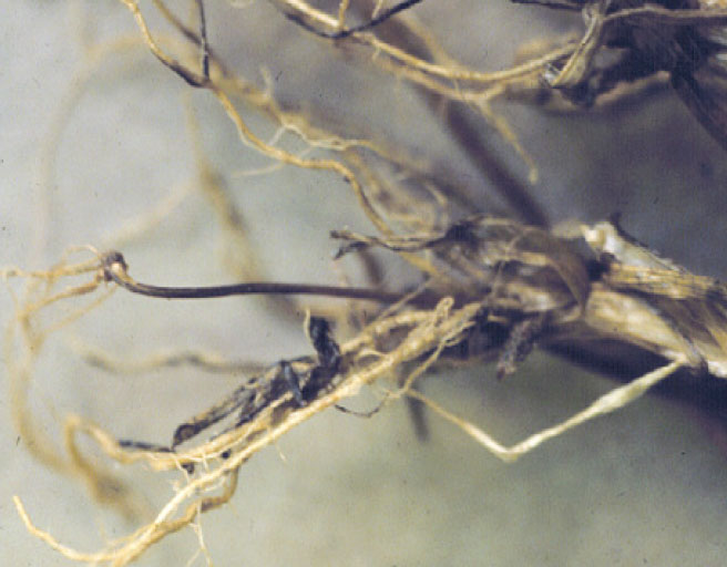 Common Root Rot