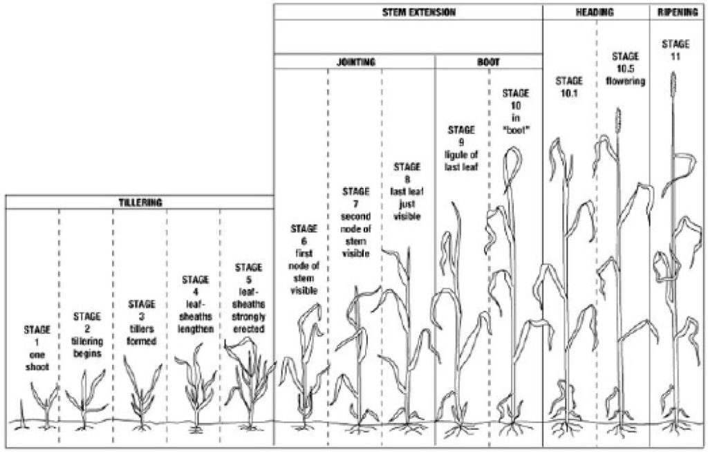 Wheat Growth Stages